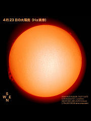 4月23日の太陽面（Hα画像）