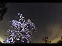桜夜空