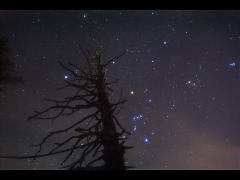 天樹と冬星