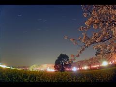 桜・菜の花・星空の競演 春の星座