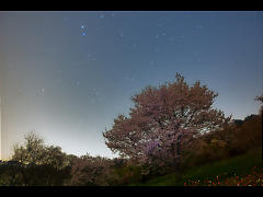 星夜の山桜