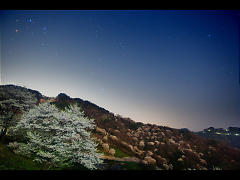 星空の陸郷山桜