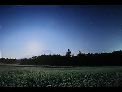 月夜富士のソバ畑