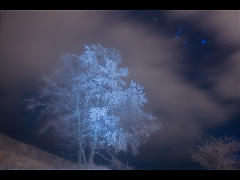 冬星の霧氷樹