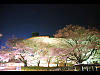 （市役所の夜桜とオリオン座の写真）