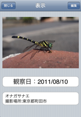 〜科のその他の昆虫カード 〜科のその他の昆虫カード