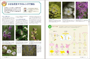 小さな花をマクロレンズで撮る