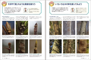 冬芽や「顔」のような葉痕を撮る、いろいろな木の幹を撮ってみよう