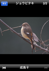 鳥カード 鳥カード