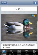 鳥カード 鳥カード