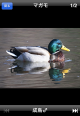鳥カード 鳥カード