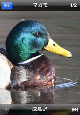 鳥カード 鳥カード