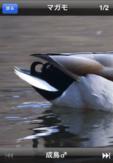 鳥カード 鳥カード