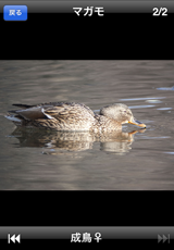 鳥カード 鳥カード